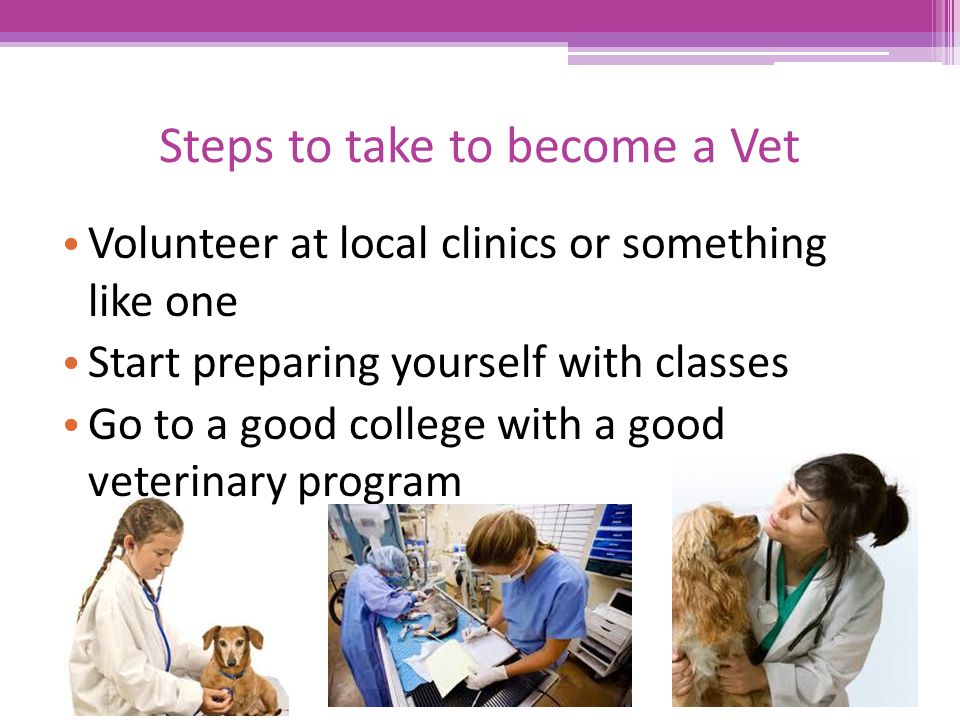 Steps to take to become a Vet