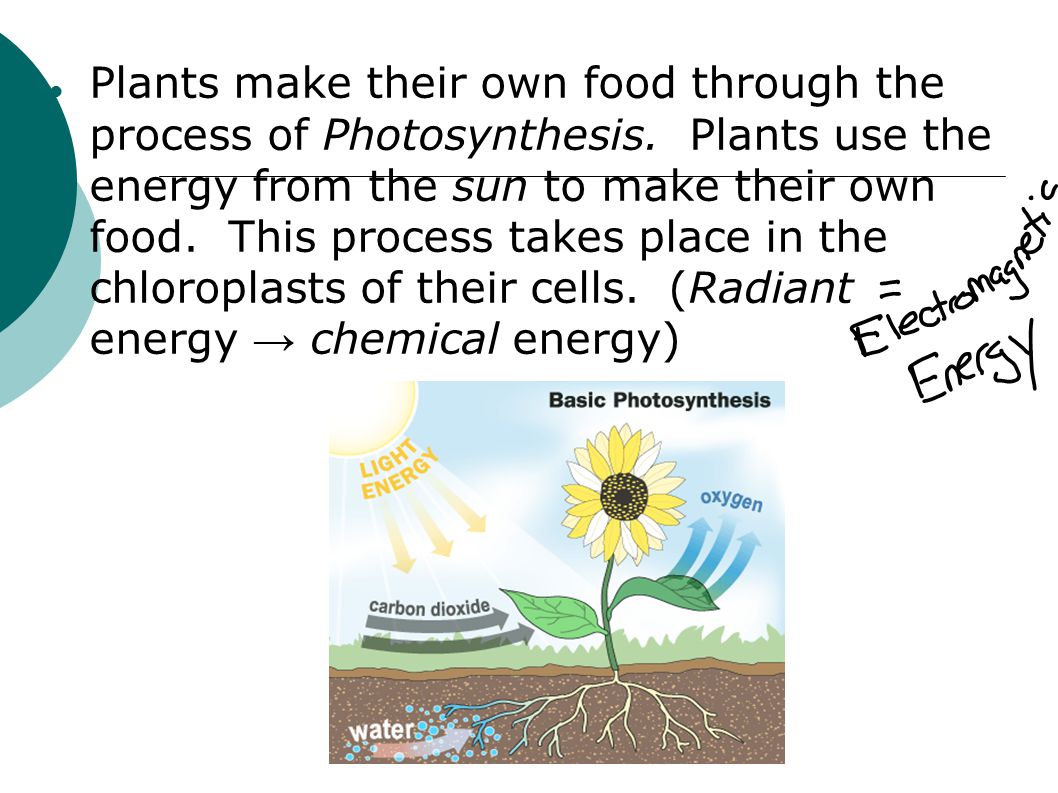 Plants make their own food through the process of Photosynthesis