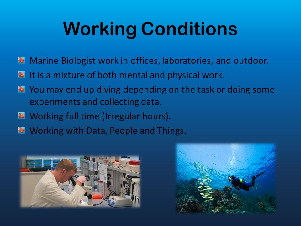 Working Conditions Marine Biologist work in offices, laboratories, and outdoor. It is a mixture of both mental and physical work.