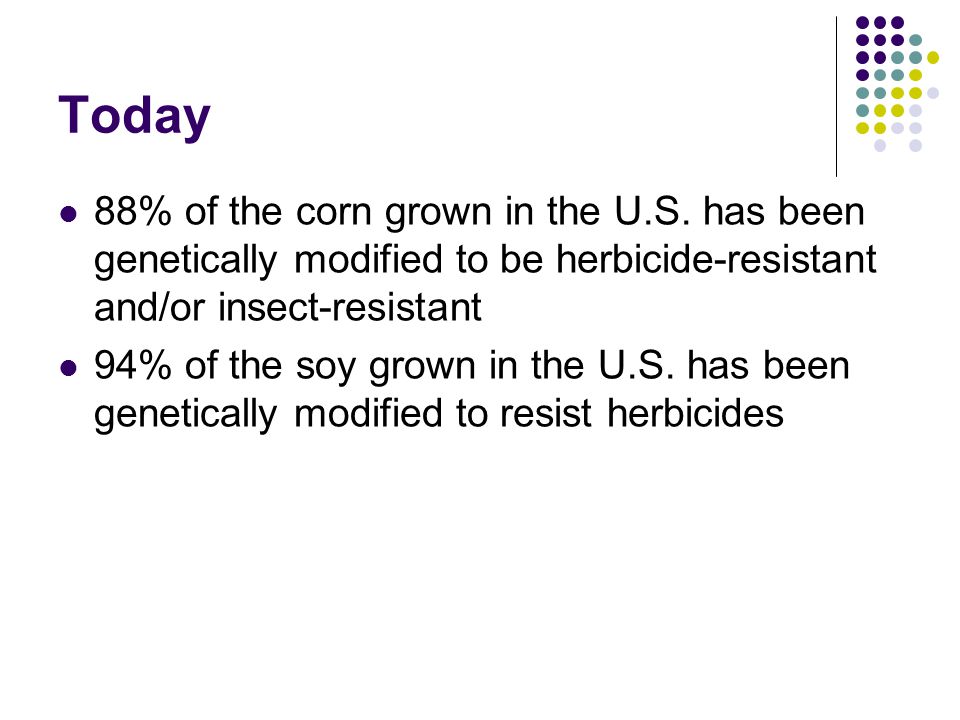 Today 88% of the corn grown in the U.S. has been genetically modified to be herbicide-resistant and/or insect-resistant.