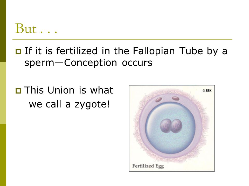 But If it is fertilized in the Fallopian Tube by a sperm—Conception occurs. This Union is what.