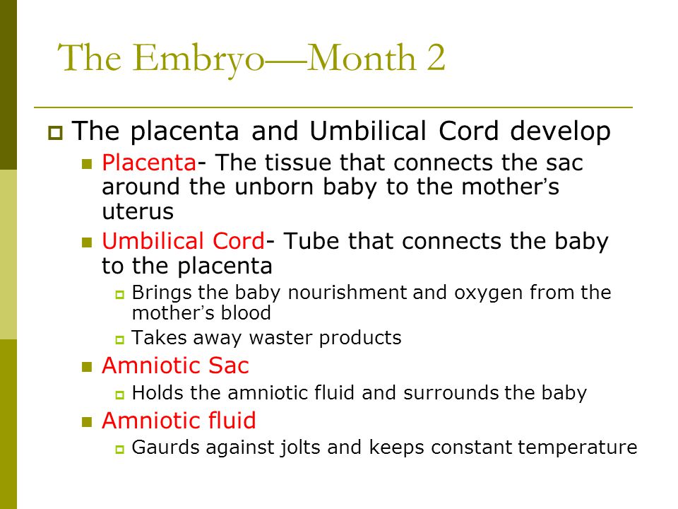 The Embryo—Month 2 The placenta and Umbilical Cord develop