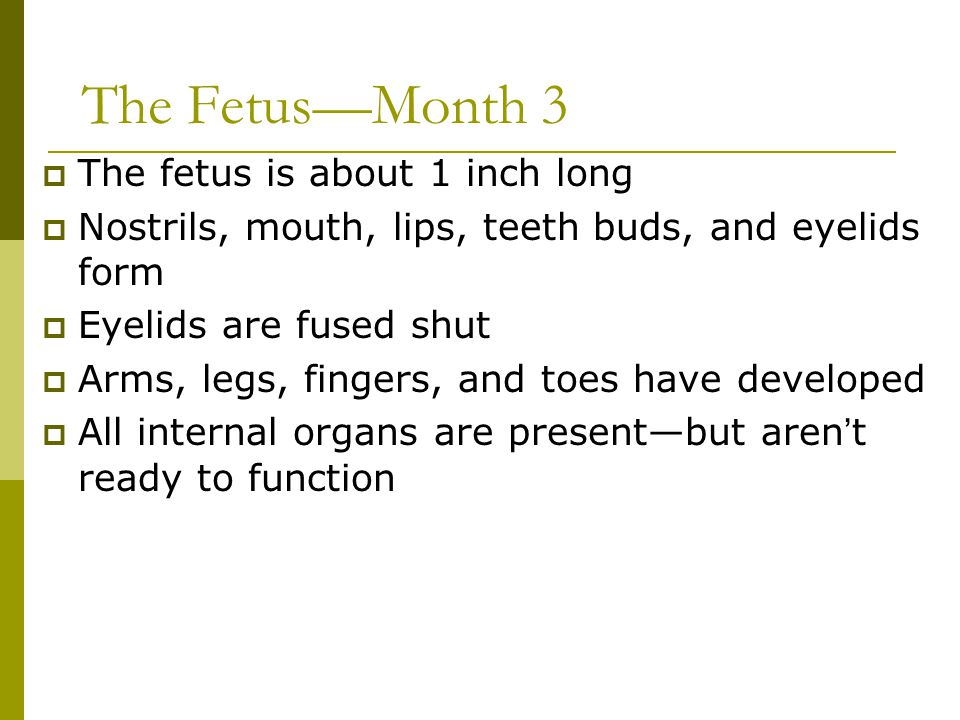 The Fetus—Month 3 The fetus is about 1 inch long