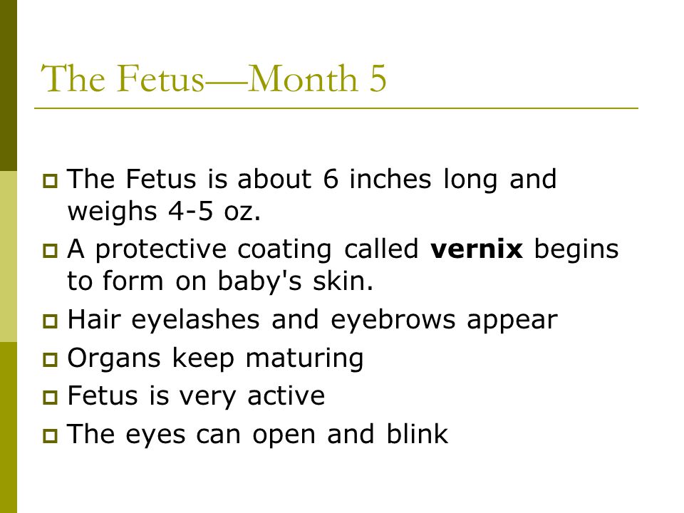 The Fetus—Month 5 The Fetus is about 6 inches long and weighs 4-5 oz.