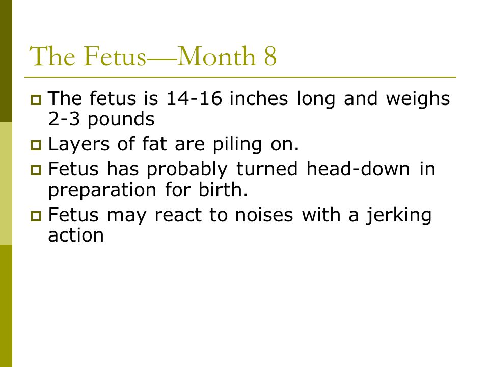 The Fetus—Month 8 The fetus is inches long and weighs 2-3 pounds