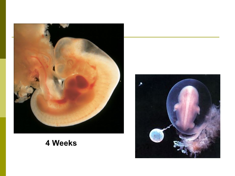 4 weeks & 6 days….the skin is transparent because it is only 1 cell thick