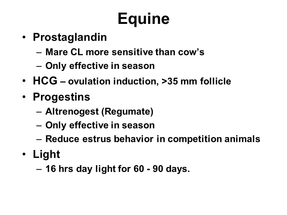 Equine Prostaglandin HCG – ovulation induction, >35 mm follicle
