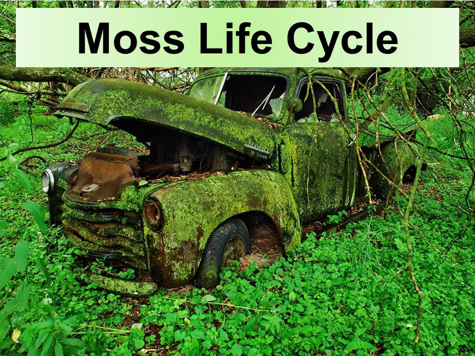 Moss Life Cycle