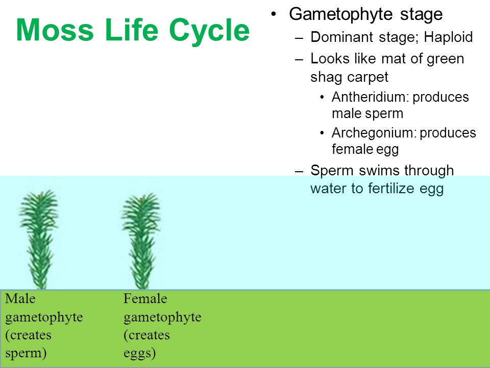 Moss Life Cycle Gametophyte stage Dominant stage; Haploid