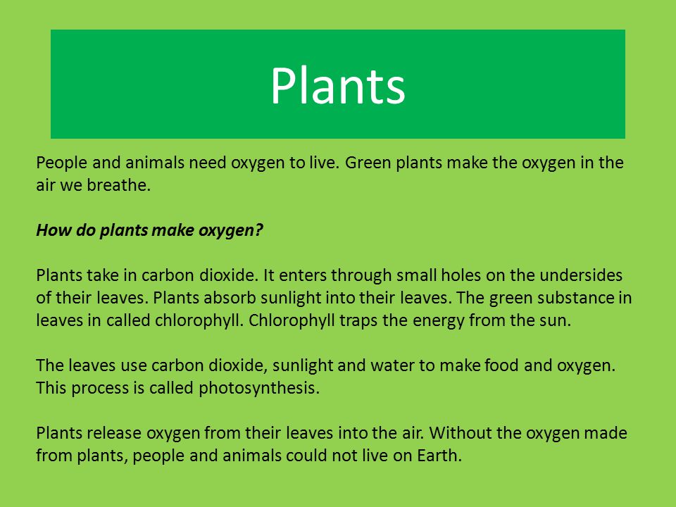 Plants People and animals need oxygen to live. Green plants make the oxygen in the air we breathe. How do plants make oxygen