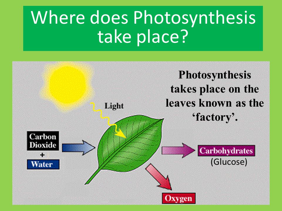 Photosynthesis takes place on the leaves known as the ‘factory’.