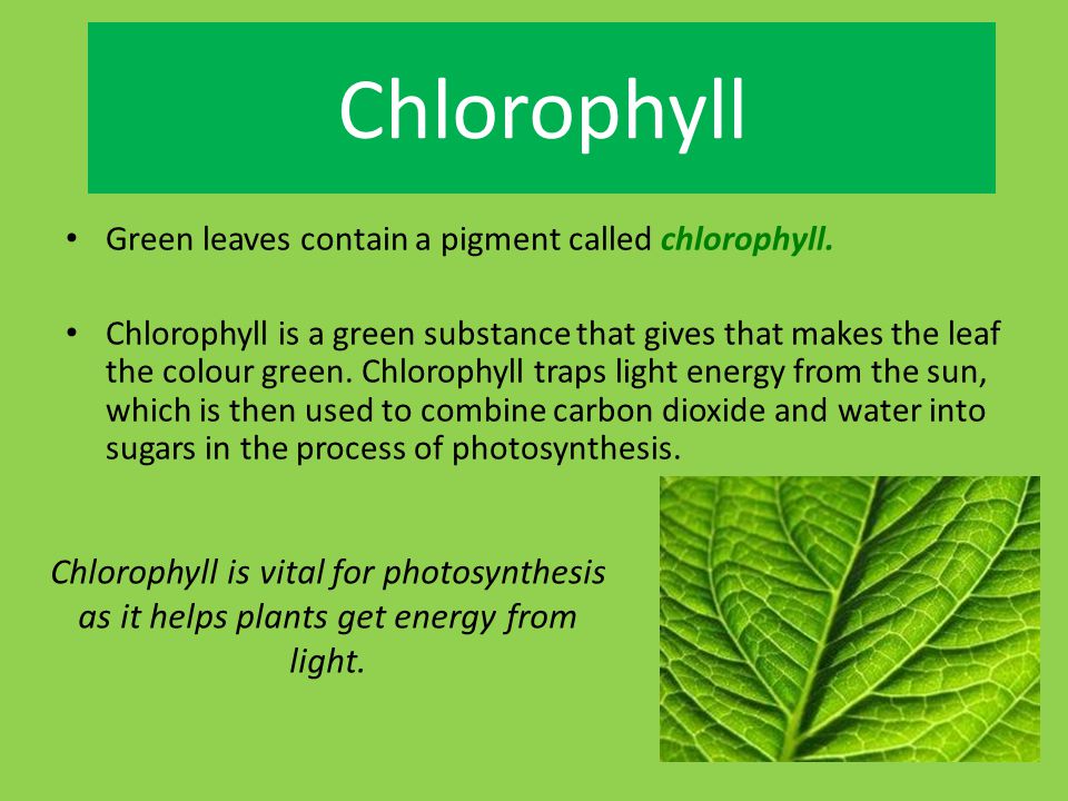 Chlorophyll Green leaves contain a pigment called chlorophyll.