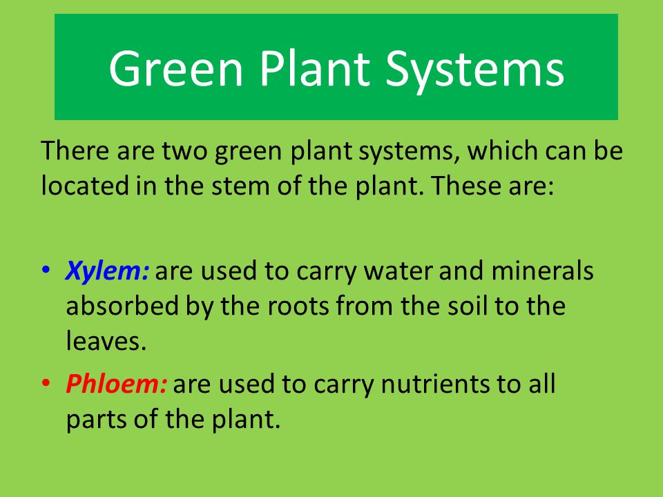 Green Plant Systems There are two green plant systems, which can be located in the stem of the plant. These are: