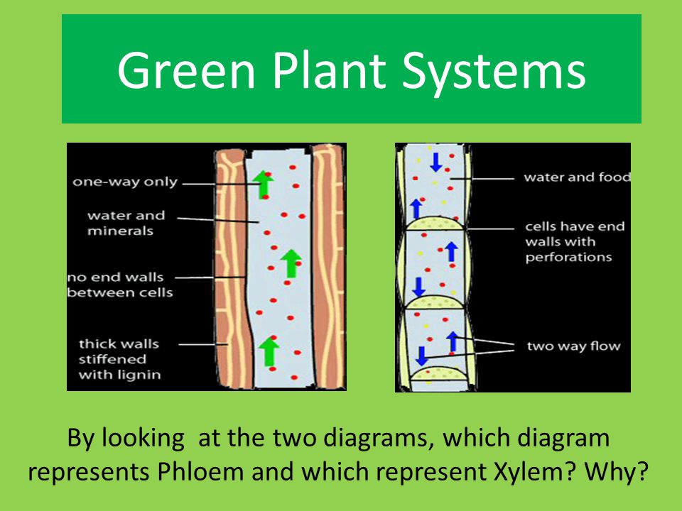 Green Plant Systems By looking at the two diagrams, which diagram represents Phloem and which represent Xylem.