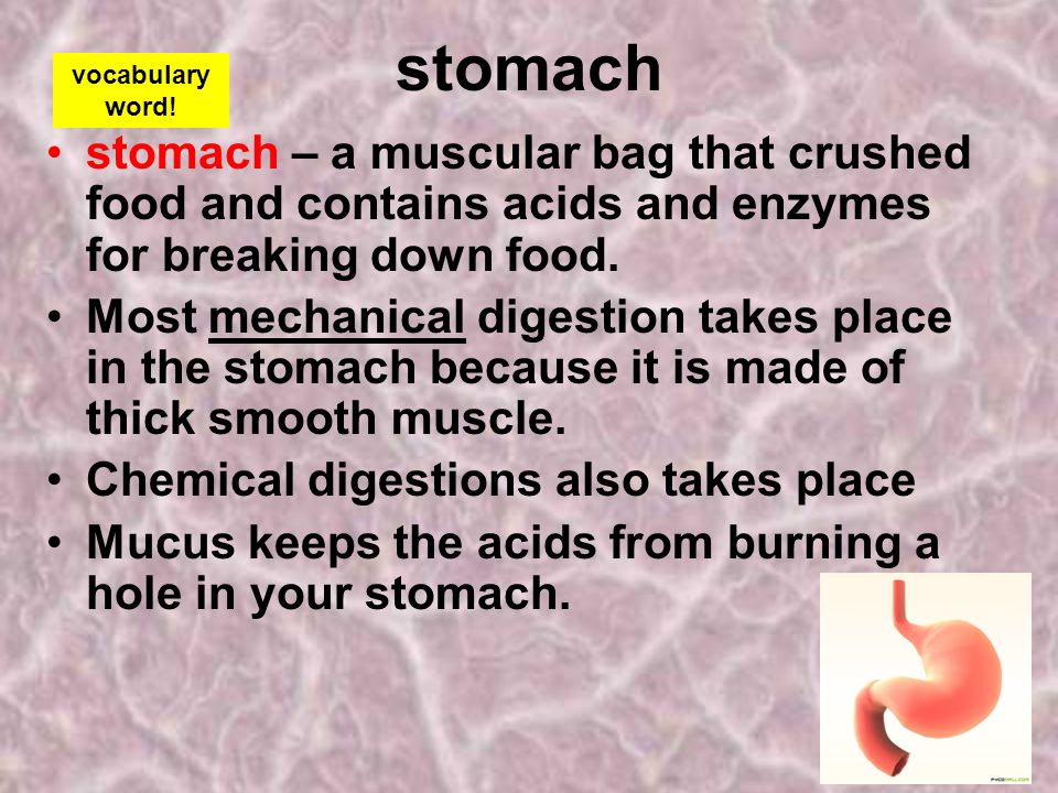 stomach vocabulary. word! stomach – a muscular bag that crushed food and contains acids and enzymes for breaking down food.