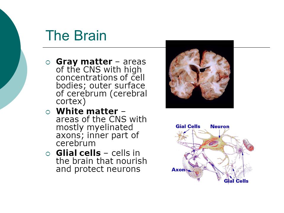 The Brain Gray matter – areas of the CNS with high concentrations of cell bodies; outer surface of cerebrum (cerebral cortex)