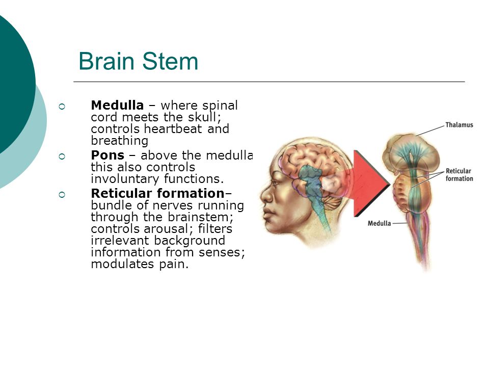 Brain Stem Medulla – where spinal cord meets the skull; controls heartbeat and breathing.