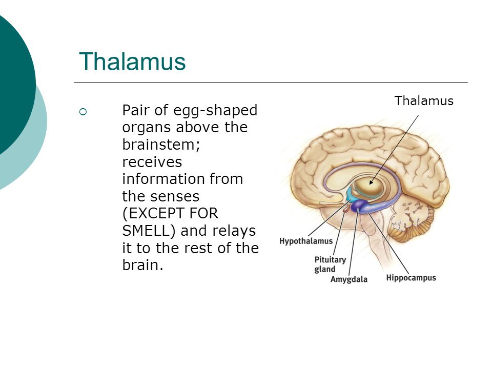 Thalamus Thalamus.