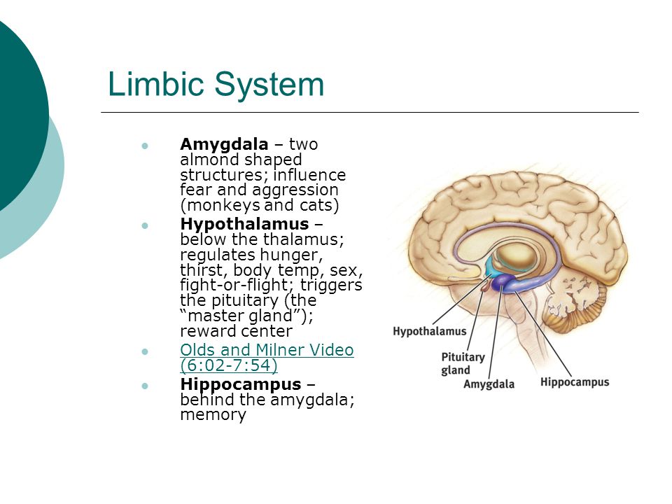 Limbic System Amygdala – two almond shaped structures; influence fear and aggression (monkeys and cats)