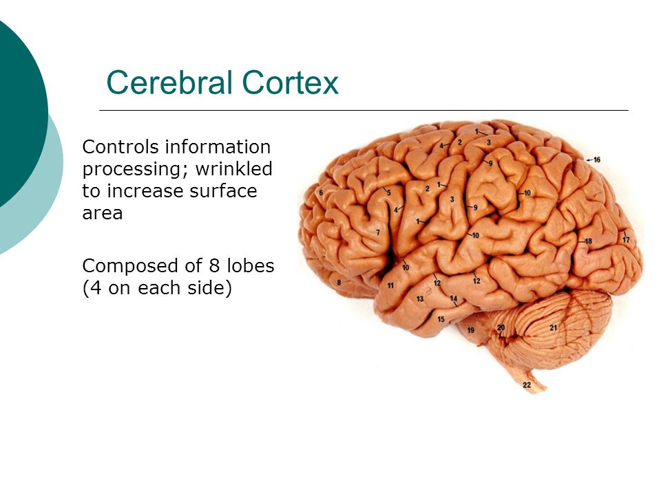 Cerebral Cortex Controls information processing; wrinkled to increase surface area.
