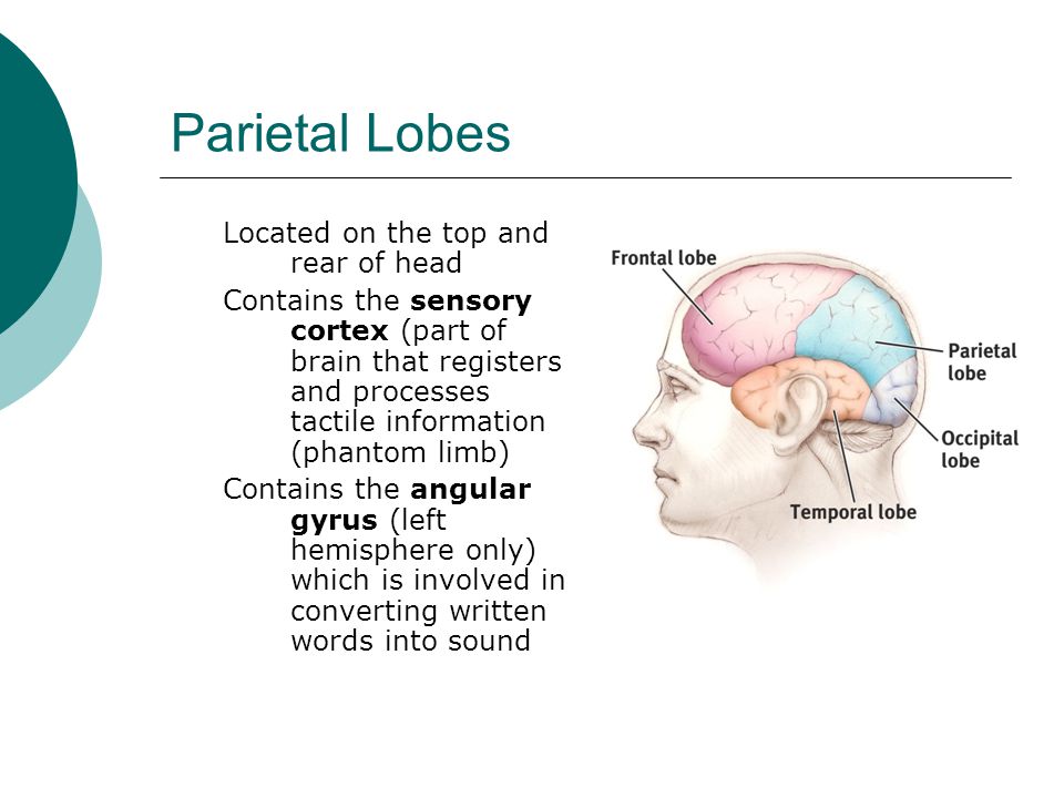 Parietal Lobes Located on the top and rear of head