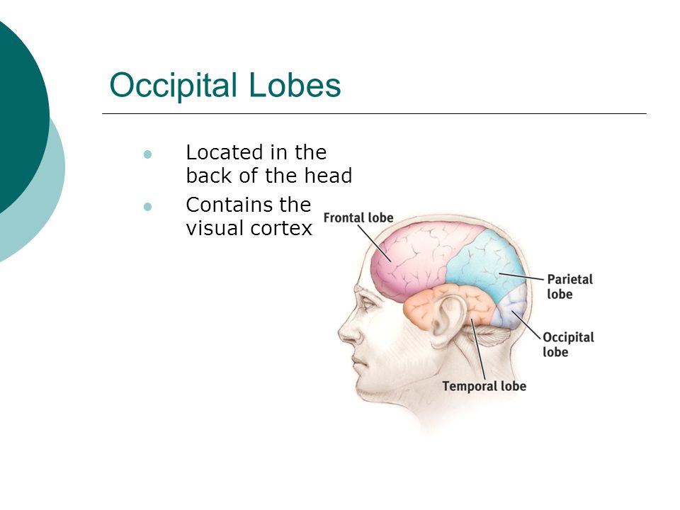 Occipital Lobes Located in the back of the head