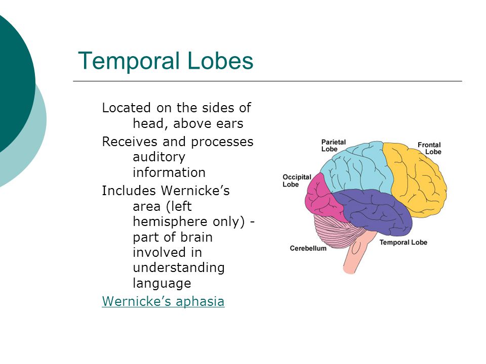 Temporal Lobes Located on the sides of head, above ears