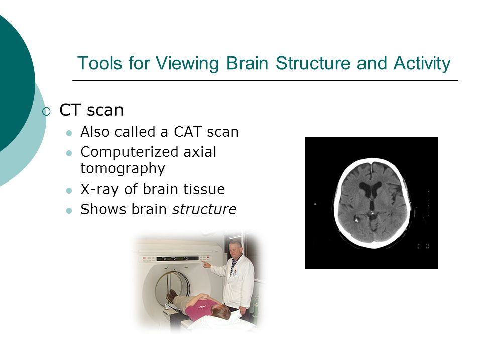 Tools for Viewing Brain Structure and Activity