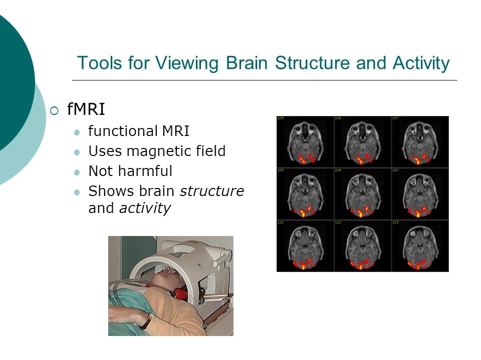 Tools for Viewing Brain Structure and Activity