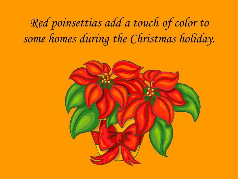 Red poinsettias add a touch of color to some homes during the Christmas holiday.