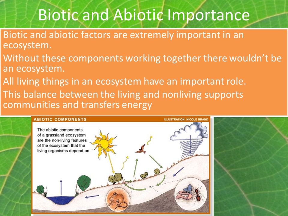 Biotic and Abiotic Importance