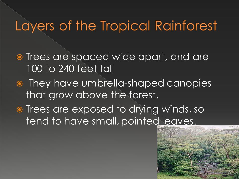 Layers of the Tropical Rainforest