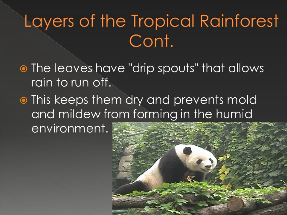 Layers of the Tropical Rainforest Cont.