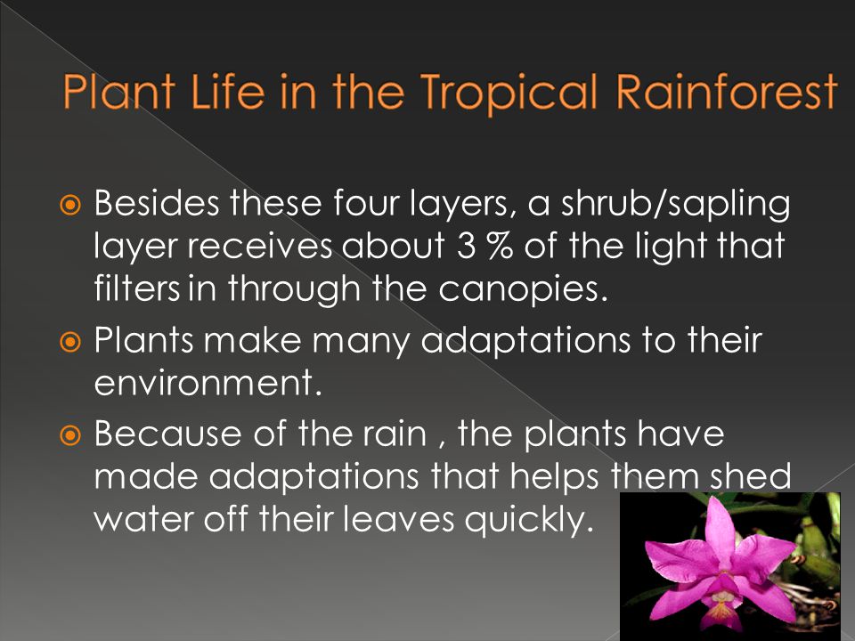 Plant Life in the Tropical Rainforest
