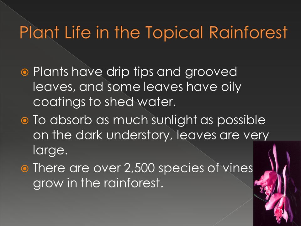 Plant Life in the Topical Rainforest