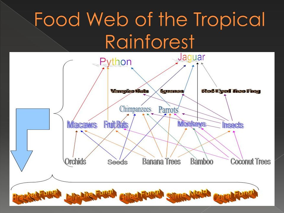Food Web of the Tropical Rainforest