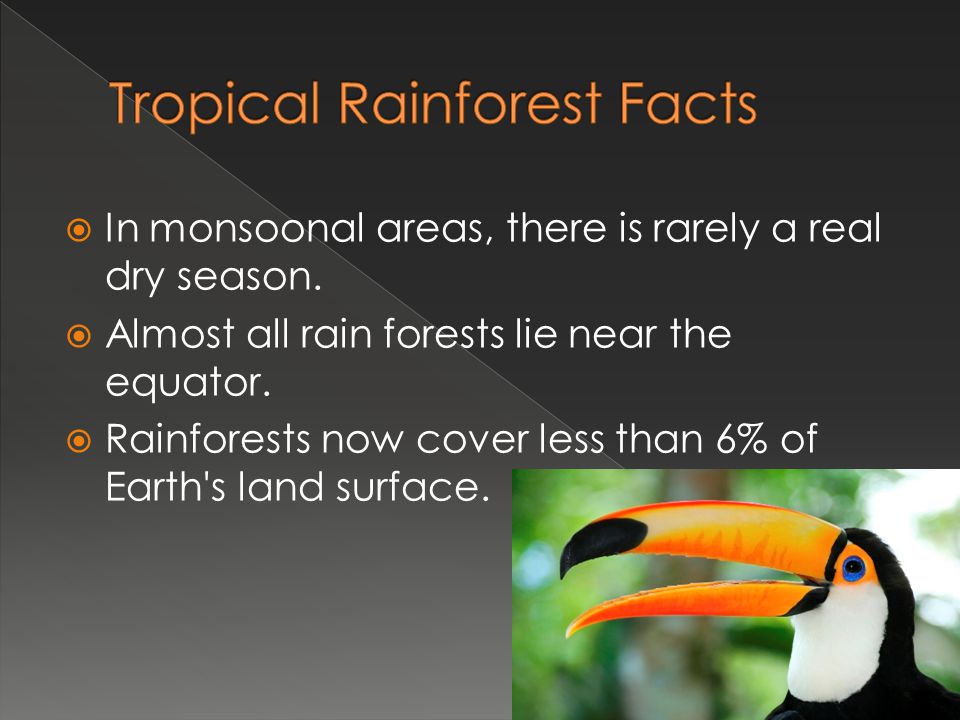 Tropical Rainforest Facts