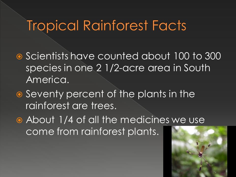 Tropical Rainforest Facts