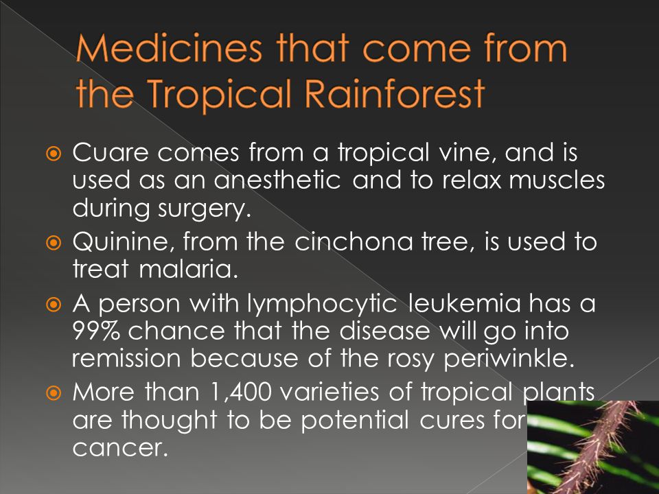 Medicines that come from the Tropical Rainforest