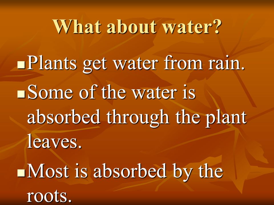 What about water Plants get water from rain. Some of the water is absorbed through the plant leaves.