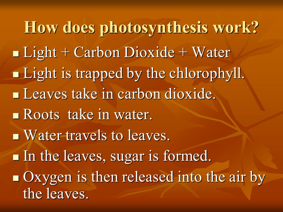 How does photosynthesis work