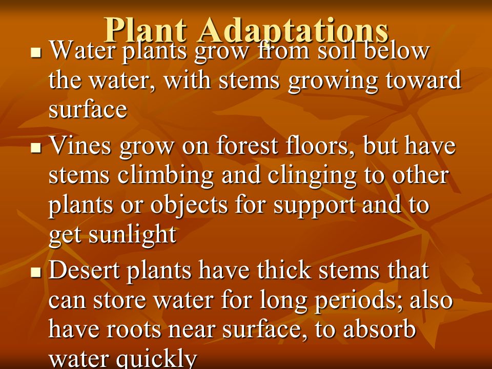 Plant Adaptations Water plants grow from soil below the water, with stems growing toward surface.