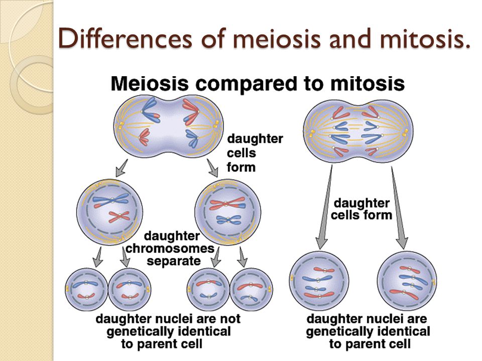 Differences of meiosis and mitosis.