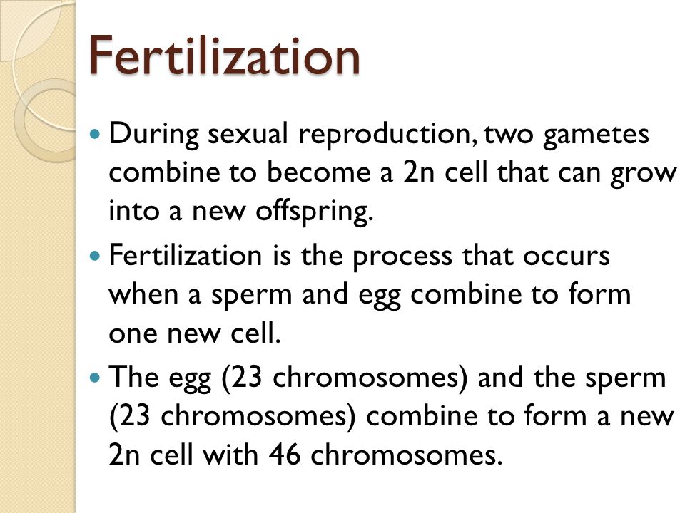Fertilization During sexual reproduction, two gametes combine to become a 2n cell that can grow into a new offspring.