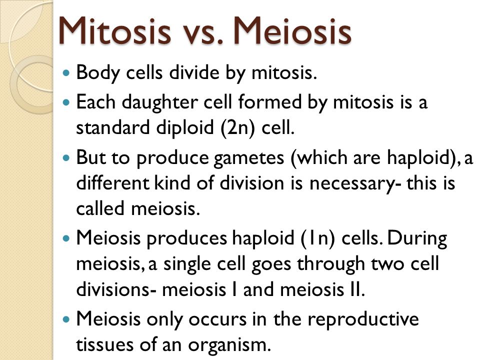 Mitosis vs. Meiosis Body cells divide by mitosis.