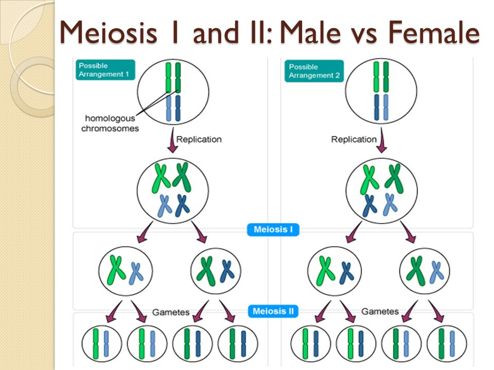 Meiosis 1 and II: Male vs Female