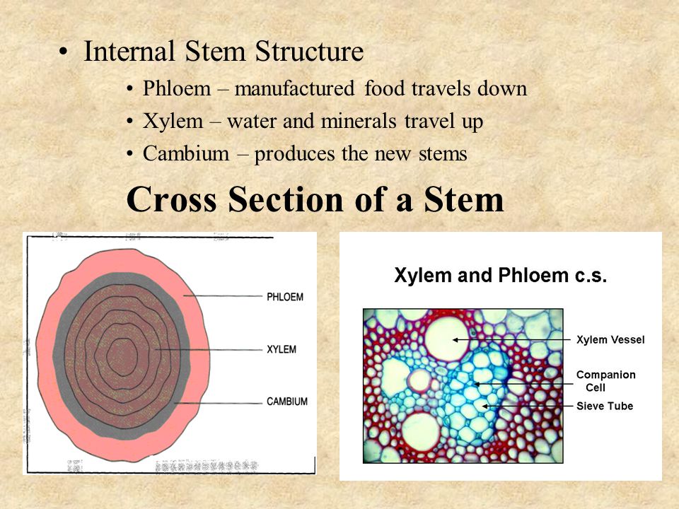Cross Section of a Stem Internal Stem Structure