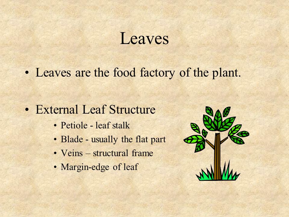 Leaves Leaves are the food factory of the plant.