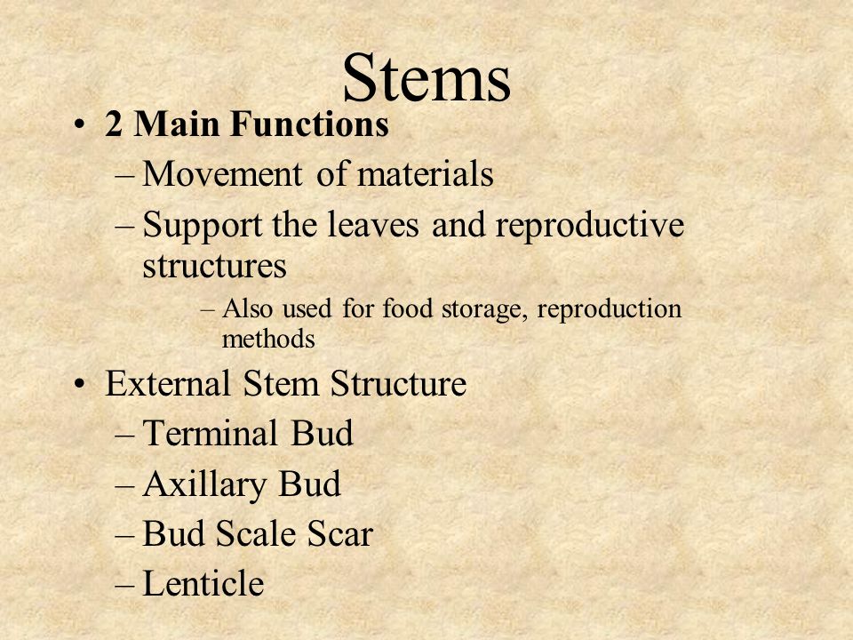 Stems 2 Main Functions Movement of materials