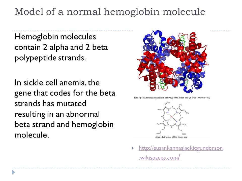 Model of a normal hemoglobin molecule